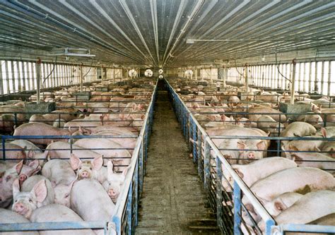 how are pigs treated in factory farms